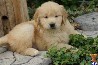 Puppies in PA